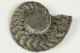 Cut & Polished, Pyritized Ammonite Fossil - Russia #198340-3